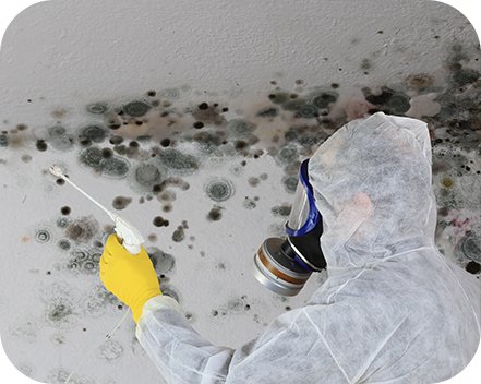 mold